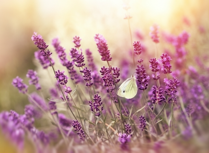 bigstock-Beautiful-nature--lavender-fl-87065969