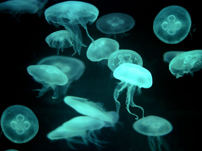 Jellyfish Wallpapers 1